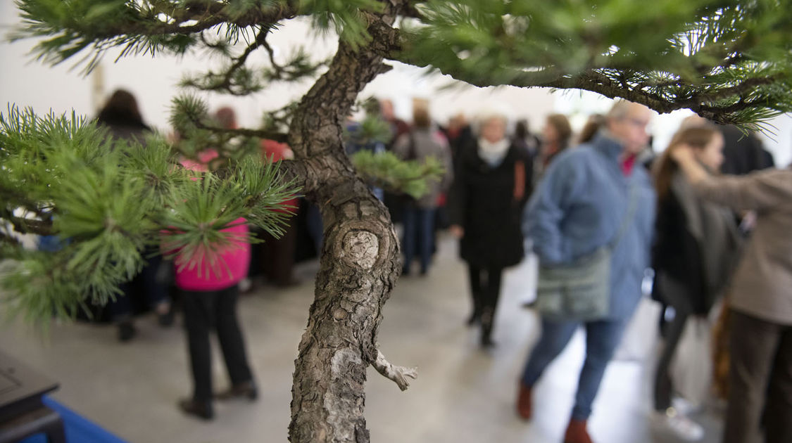 2e édition du salon Grandeur Nature consacré cette année aux bonsaï (3)
