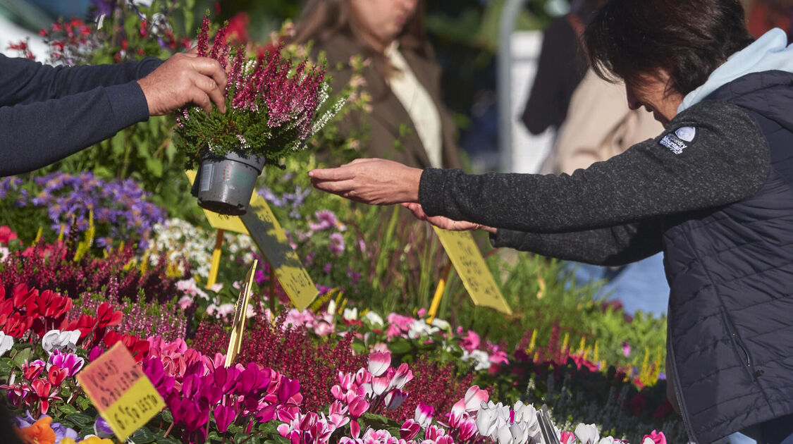 Marché de la fleur d'Automne 2025