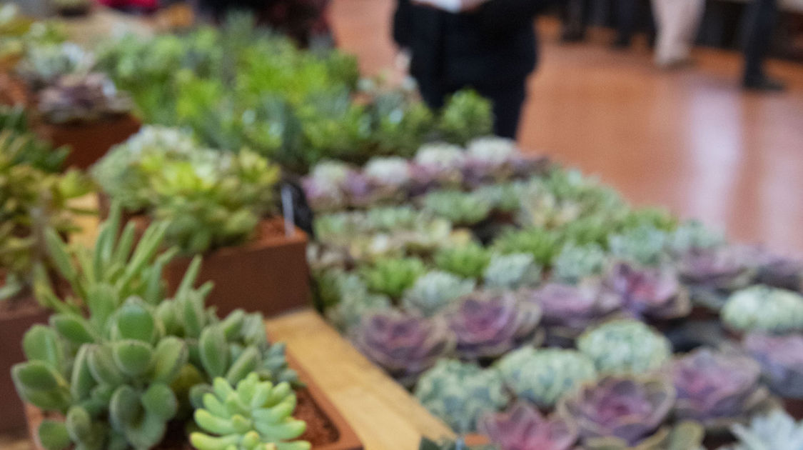 Salon Grandeur Nature - Cactées et plantes succulentes 2019  (19)