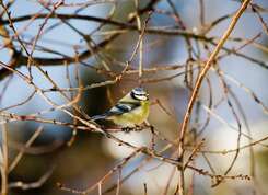 ABC de la biodiversité : opération de comptage des oiseaux les 28 et 29 janvier