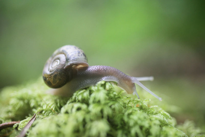 Biodiversité, pour mieux la connaître et mieux la protéger