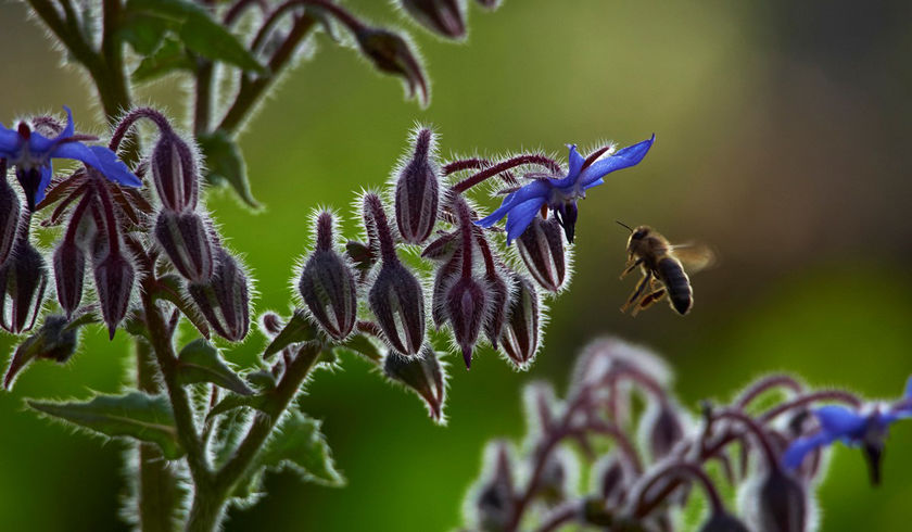 La Ville lance la réalisation d’un Atlas de la biodiversité communale (ABC)