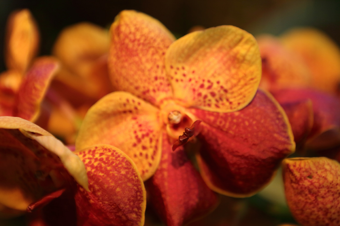 Fascinantes orchidées