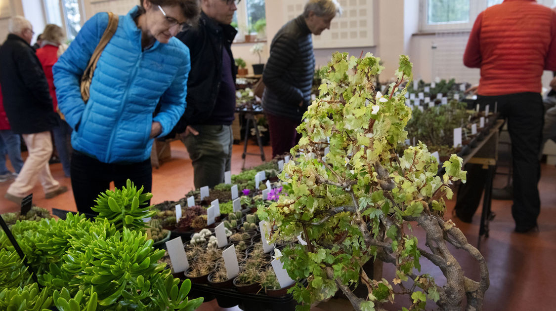 Salon Grandeur Nature - Cactées et plantes succulentes 2019  (11)