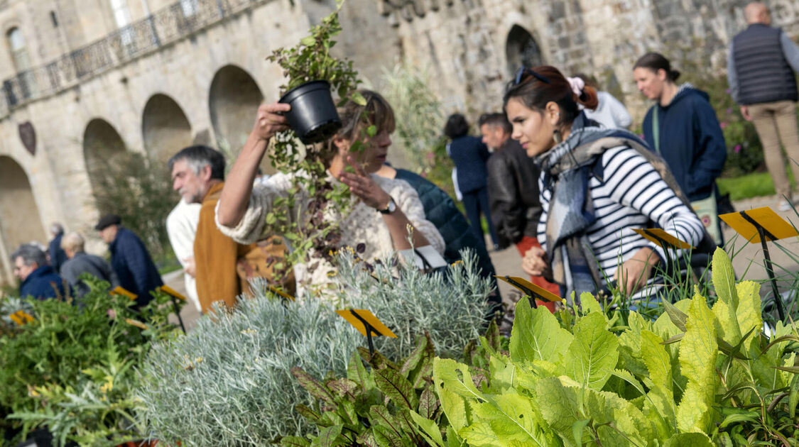 Marché de la fleur d’automne 2022