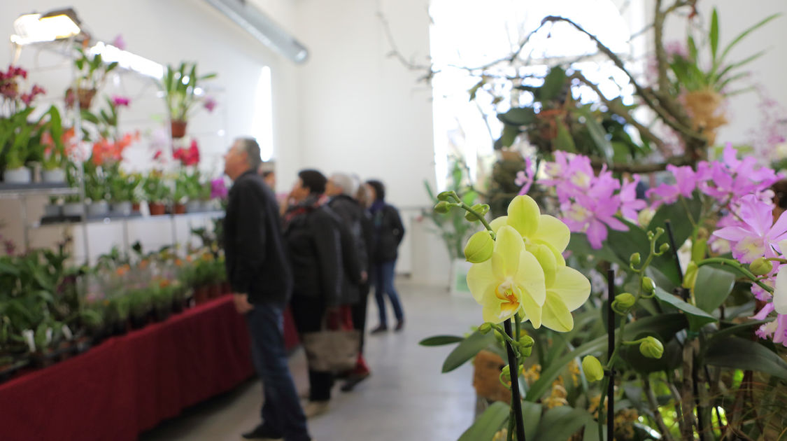 Premier salon grandeur nature - Les orchidées plantes étranges et envoûtantes (17)