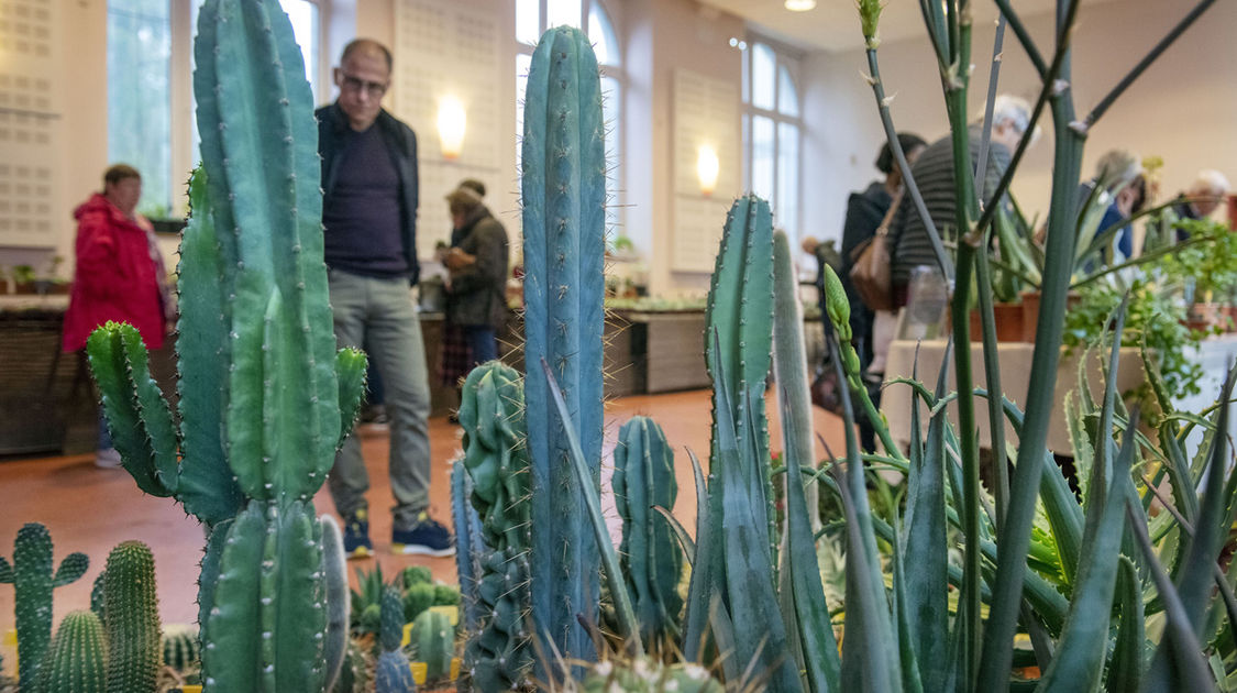 Salon Grandeur Nature - Cactées et plantes succulentes 2019  (14)