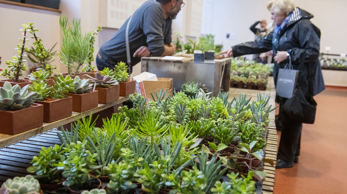 Salon Grandeur Nature - Cactées et plantes succulentes 2019  (18)