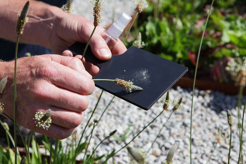 Pollinarium de Quimper : l’outil local pour anticiper les allergies saisonnières