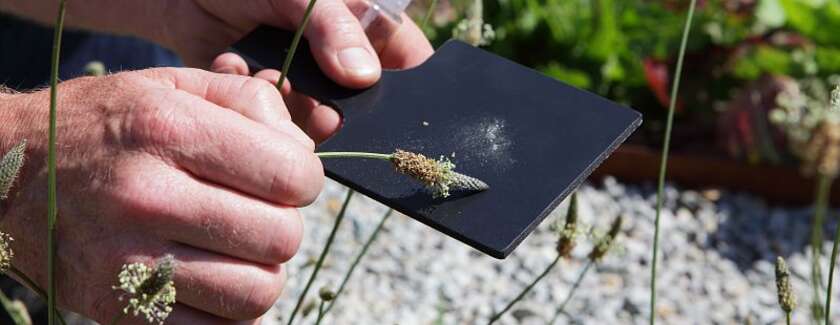 Pollinarium de Quimper : l’outil local pour anticiper les allergies saisonnières