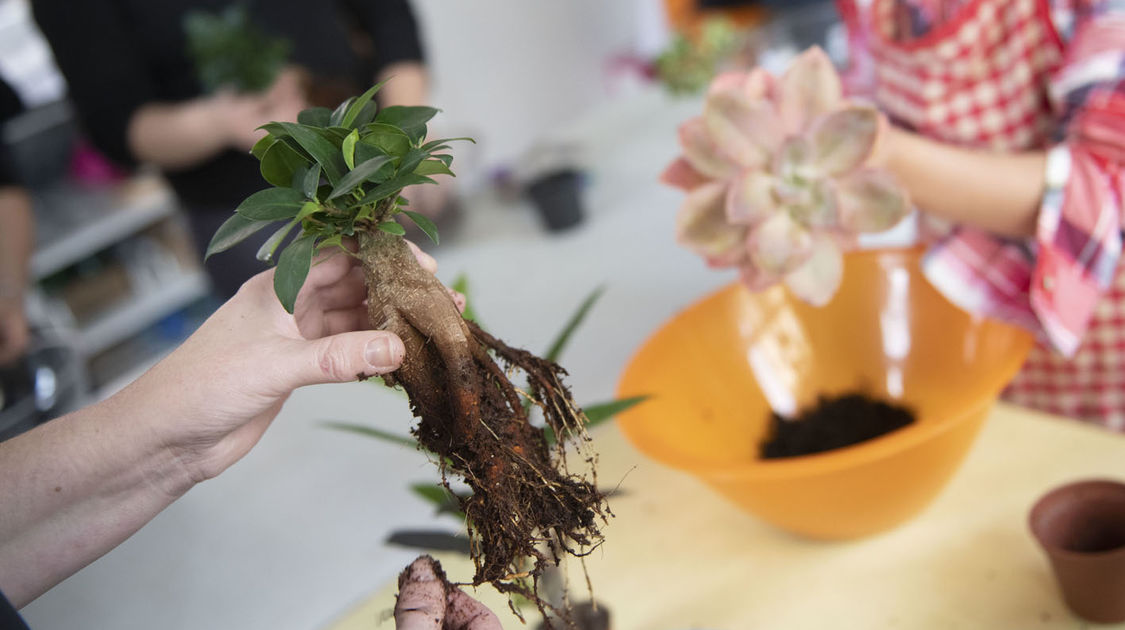 2e édition du salon Grandeur Nature consacré cette année aux bonsaï (17)