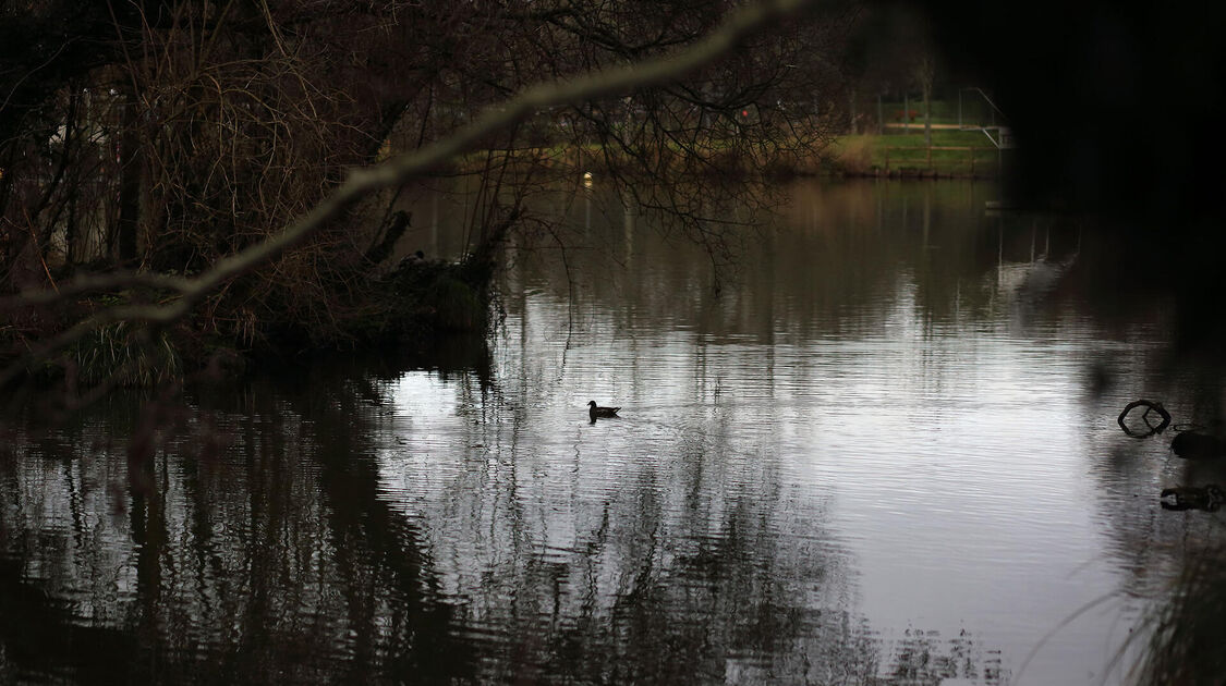 Sortie nature dans la baie de Kerogan à la découverte des oiseaux d'eau