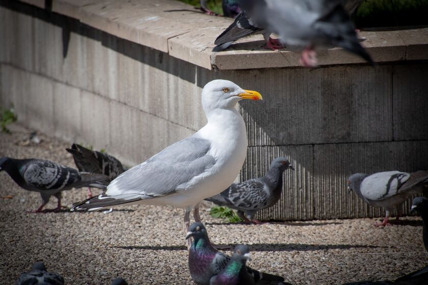 Grippe aviaire : mise en place d’une zone de contrôle temporaire