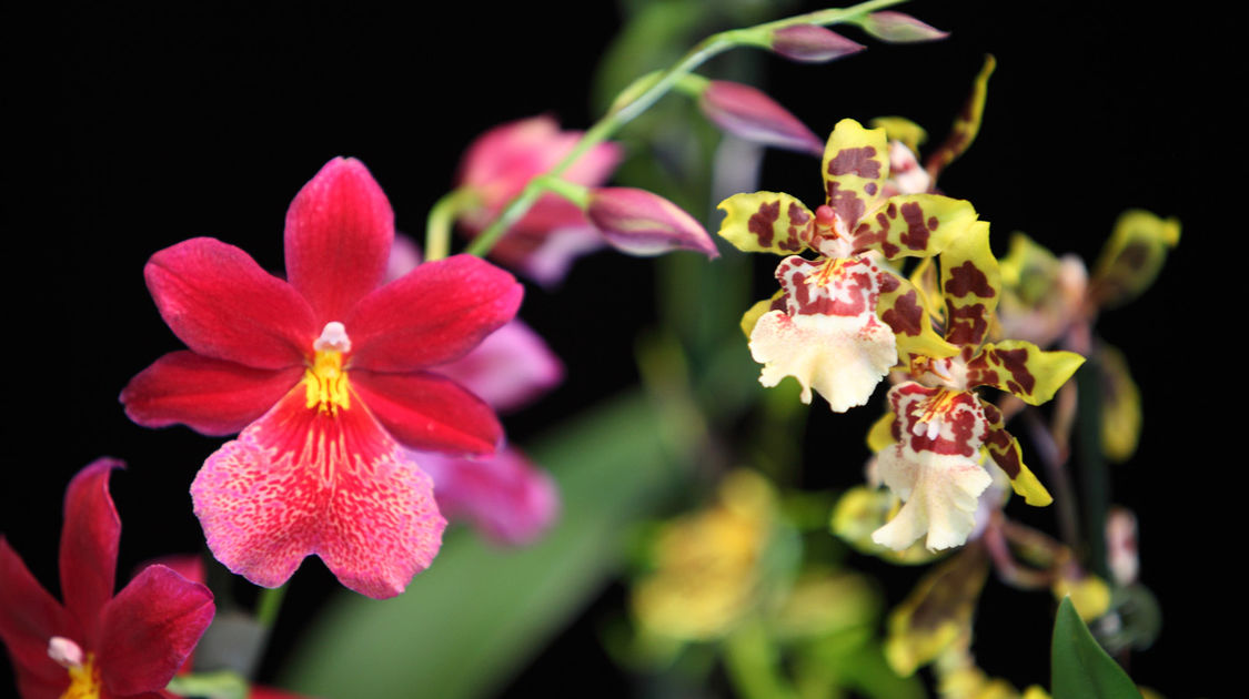 Premier salon grandeur nature - Les orchidées plantes étranges et envoûtantes (9)