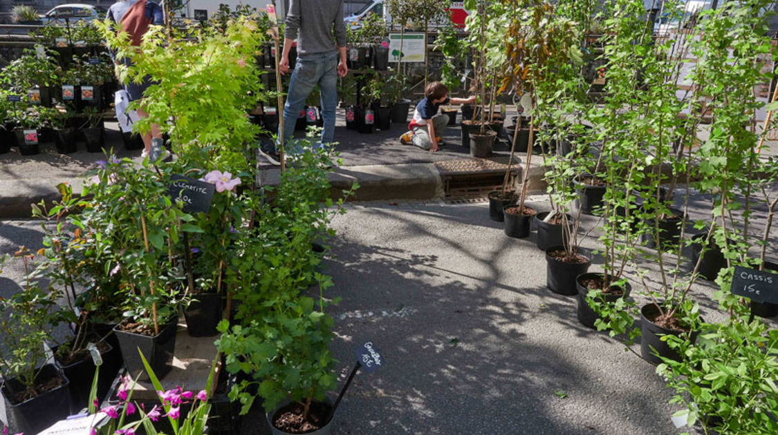 Marché de la fleur d'été 2022