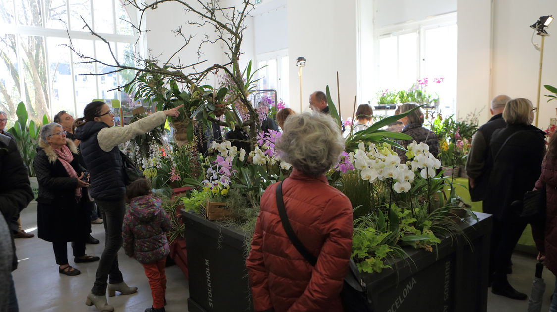 Premier salon grandeur nature - Les orchidées plantes étranges et envoûtantes (13)