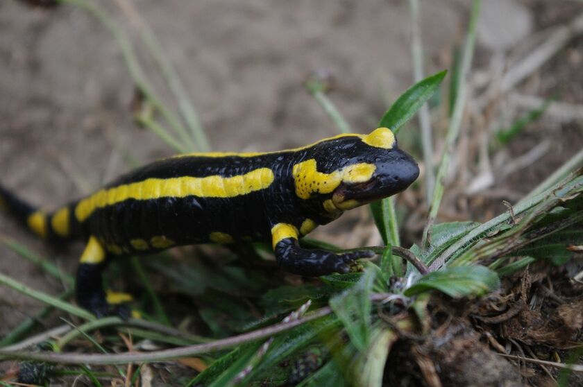 Atlas de la biodiversité communale : 5e défi nature à partir du 1er novembre