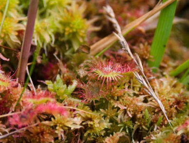 La Drosera rotundifolia, plante carnivore présente dans la tournière de Kerogan.