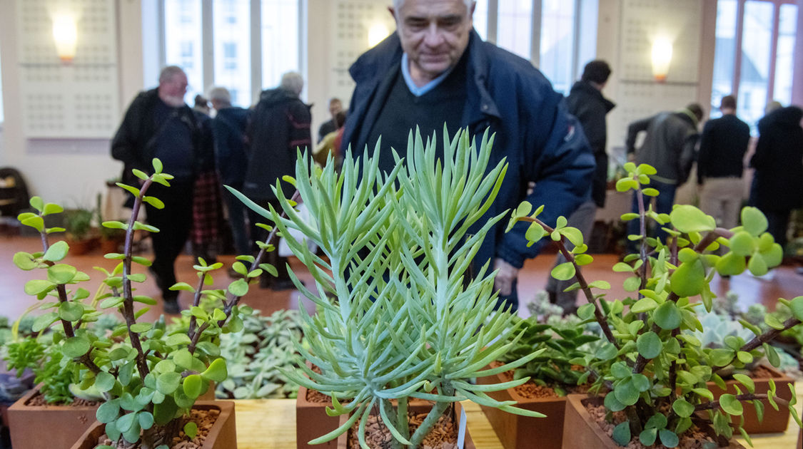 Salon Grandeur Nature - Cactées et plantes succulentes 2019  (8)