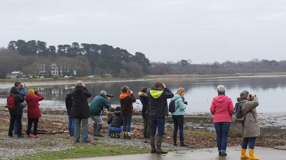 Sortie nature dans la baie de Kerogan à la découverte des oiseaux d'eau