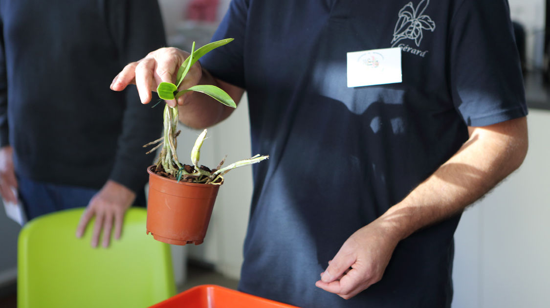 Premier salon grandeur nature - Les orchidées plantes étranges et envoûtantes (14)