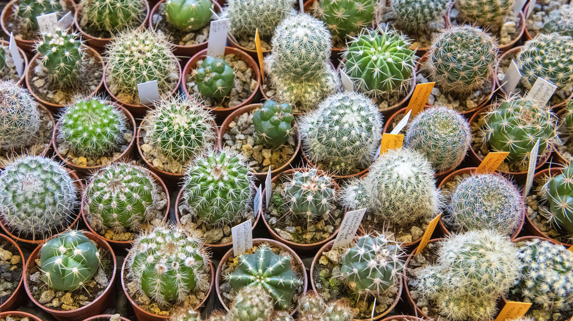 Salon Grandeur Nature - Cactées et plantes succulentes 2019  (1)