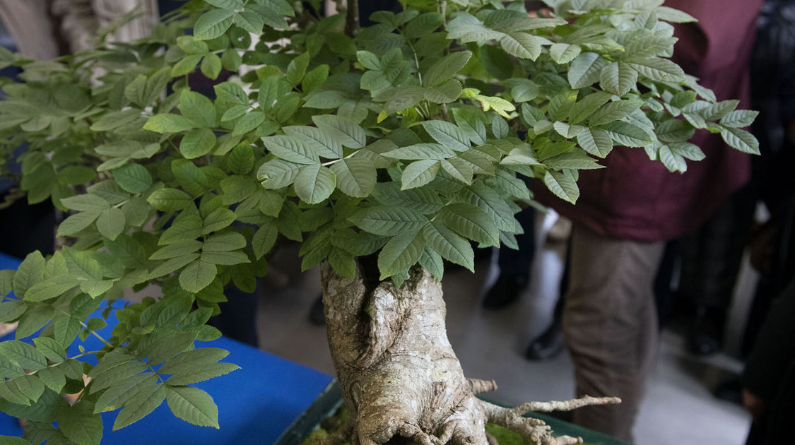 2e édition du salon Grandeur Nature consacré cette année aux bonsaï (2)