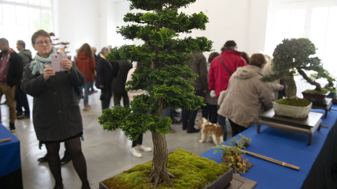 2e édition du salon Grandeur Nature consacré cette année aux bonsaï (7)