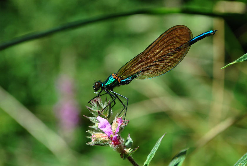 Fête de la nature : 18 mai 2022 