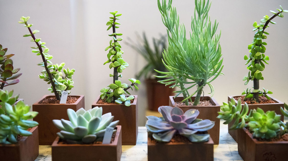 Salon Grandeur Nature - Cactées et plantes succulentes 2019  (5)