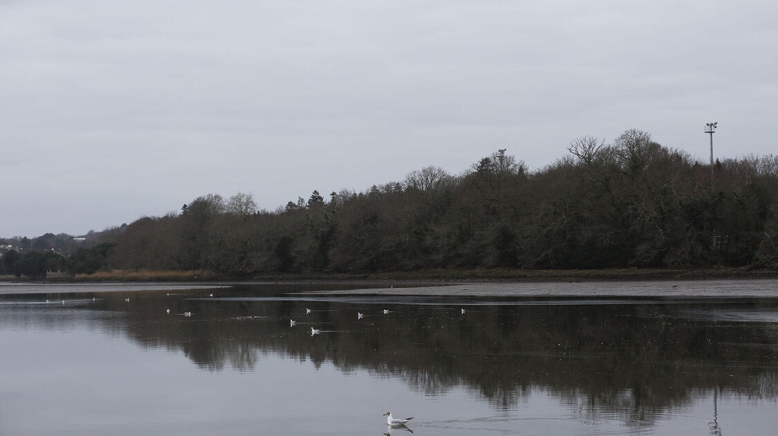 Sortie nature dans la baie de Kerogan à la découverte des oiseaux d'eau