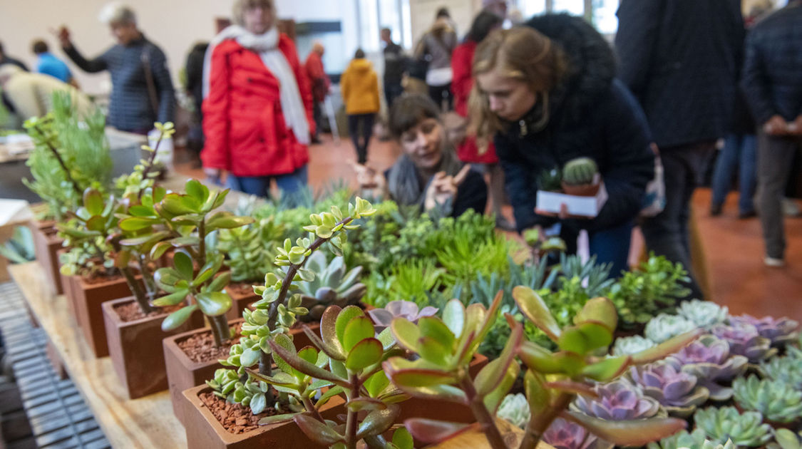 Salon Grandeur Nature - Cactées et plantes succulentes 2019  (12)