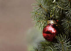 Résultats de la campagne de recyclage des sapins de Noël 