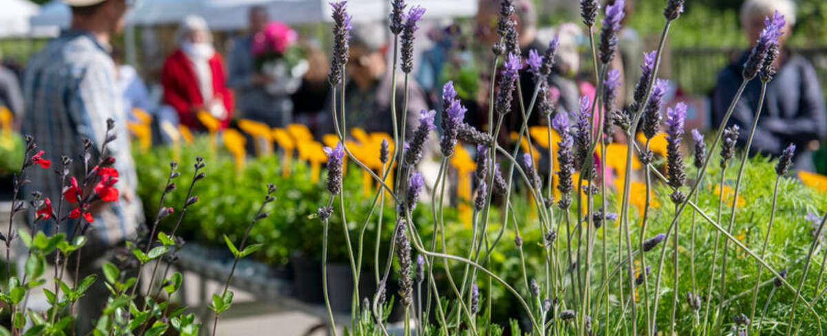 Marché de la fleur d’été : Dimanche 26 avril 2026