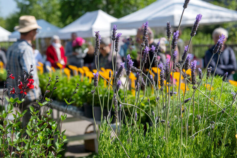 Marché de la fleur d’été : Dimanche 26 avril 2026