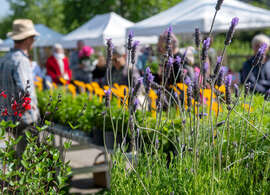 Marché de la fleur d’été : Dimanche 26 avril 2026
