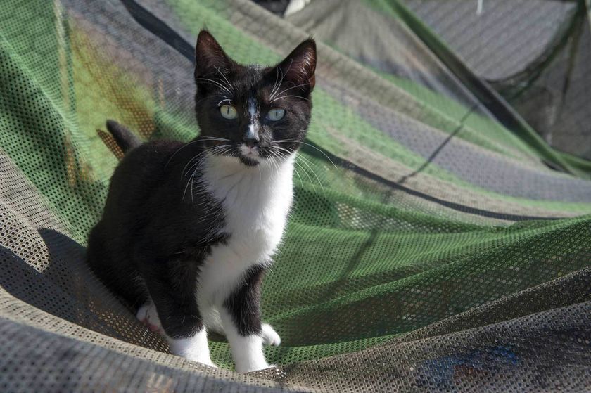 Stérilisation des chats : un partenariat pour renforcer l’identification et la protection de nos félins