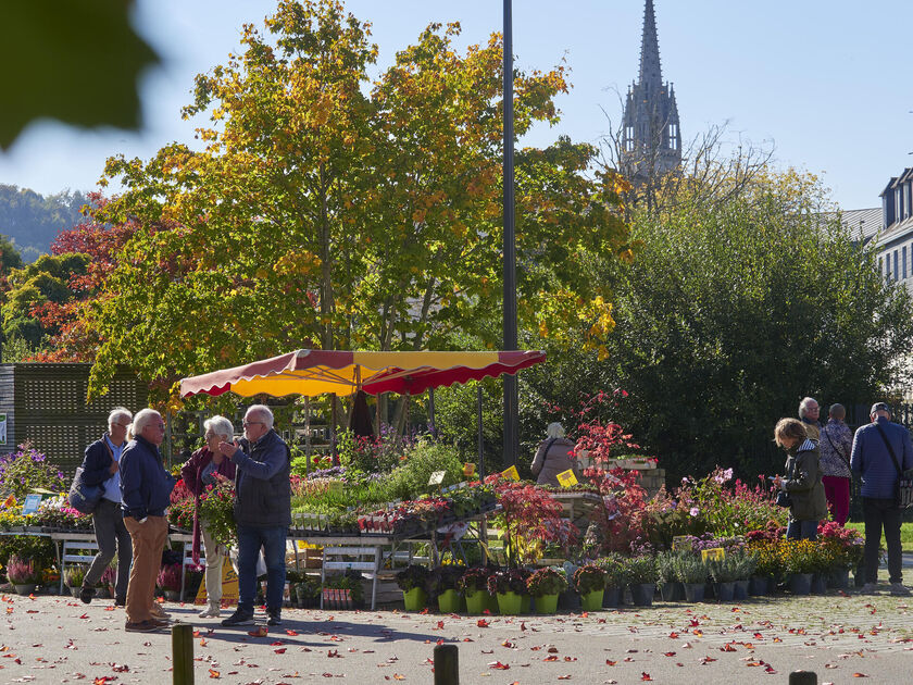 Marché de la fleur d’automne : Dimanche 11 octobre 2026