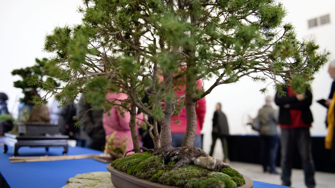 2e édition du salon Grandeur Nature consacré cette année aux bonsaï (9)