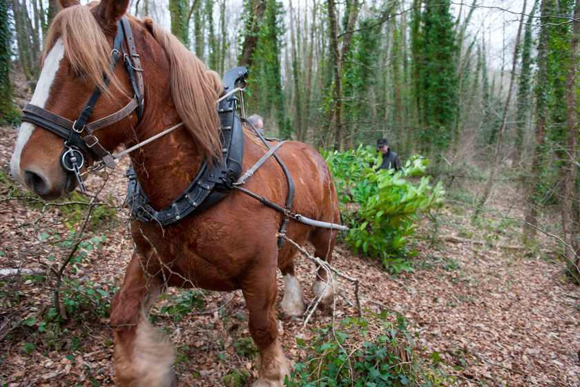 Des chevaux pour arracher les plantes invasives