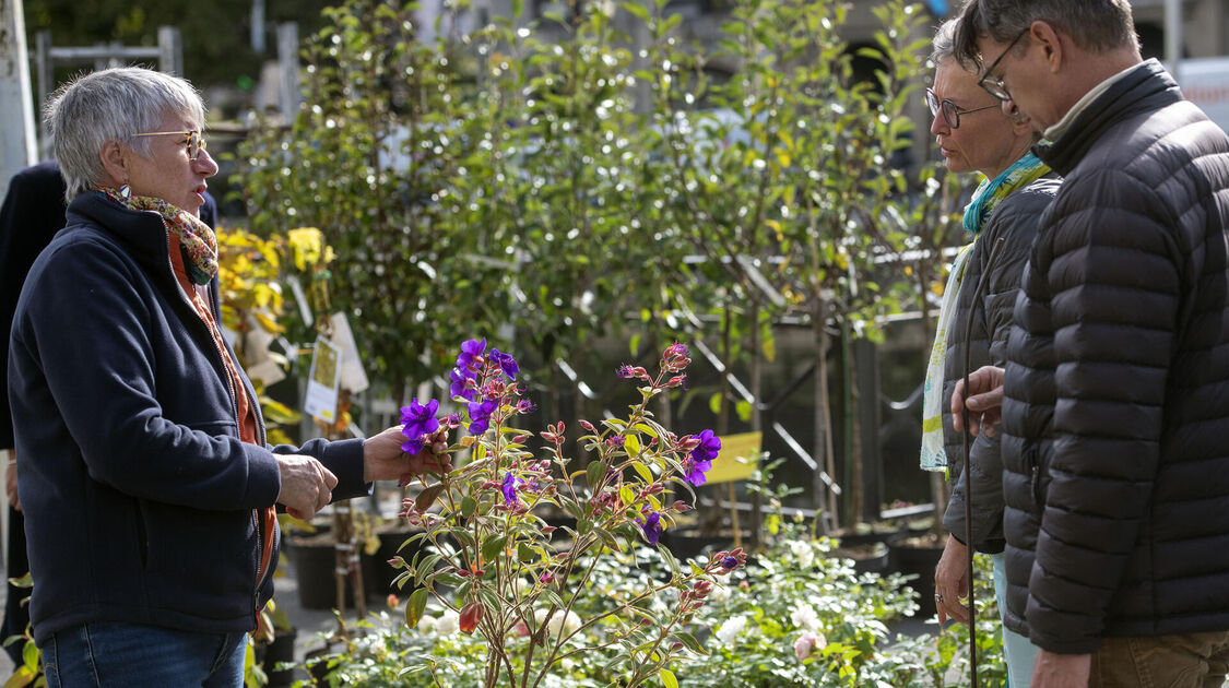 Marché de la fleur d’automne 2022