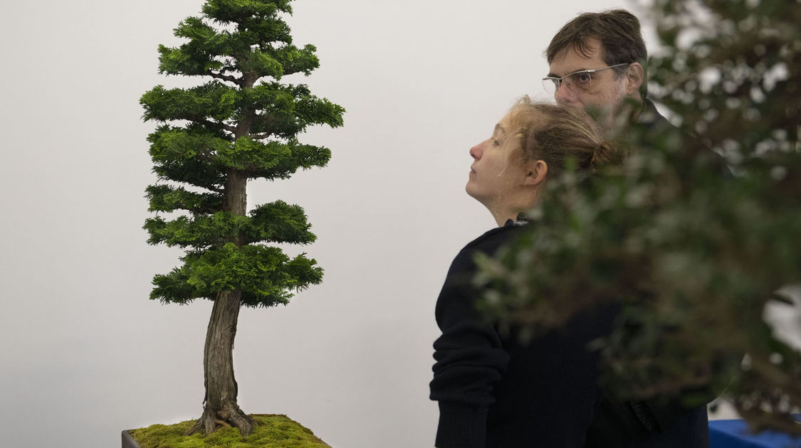 2e édition du salon Grandeur Nature consacré cette année aux bonsaï (23)