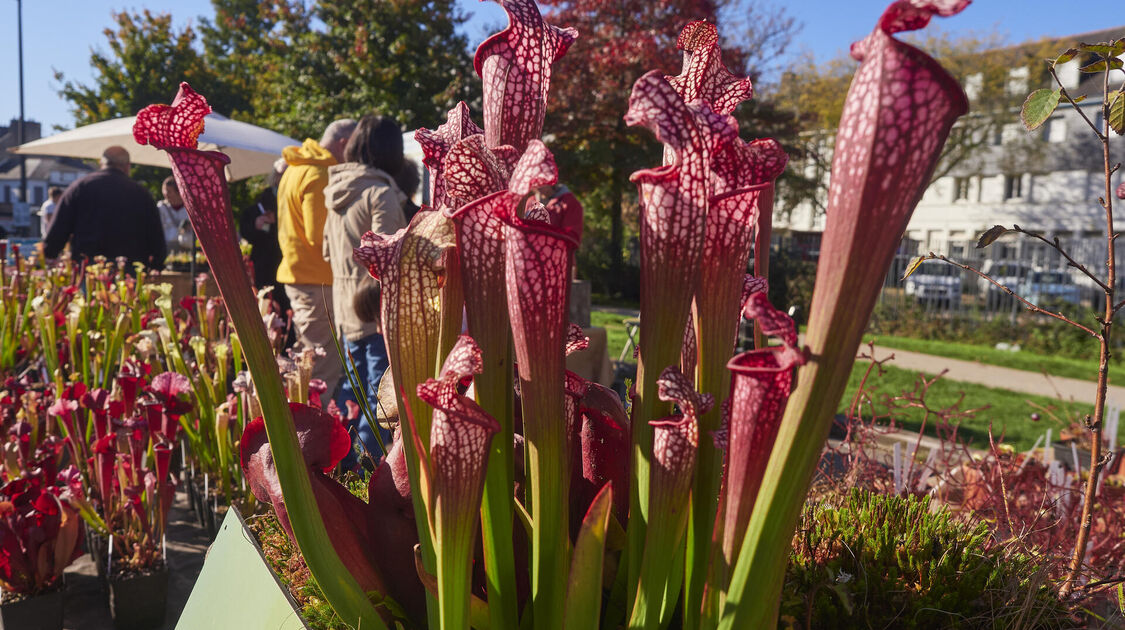 Marché de la fleur d'Automne 2025