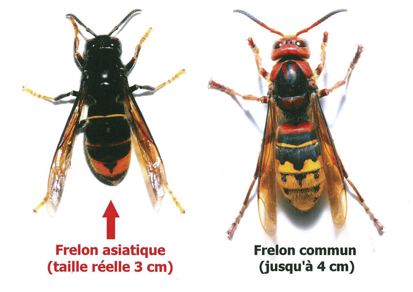 Campagne de piégeage des frelons asiatiques