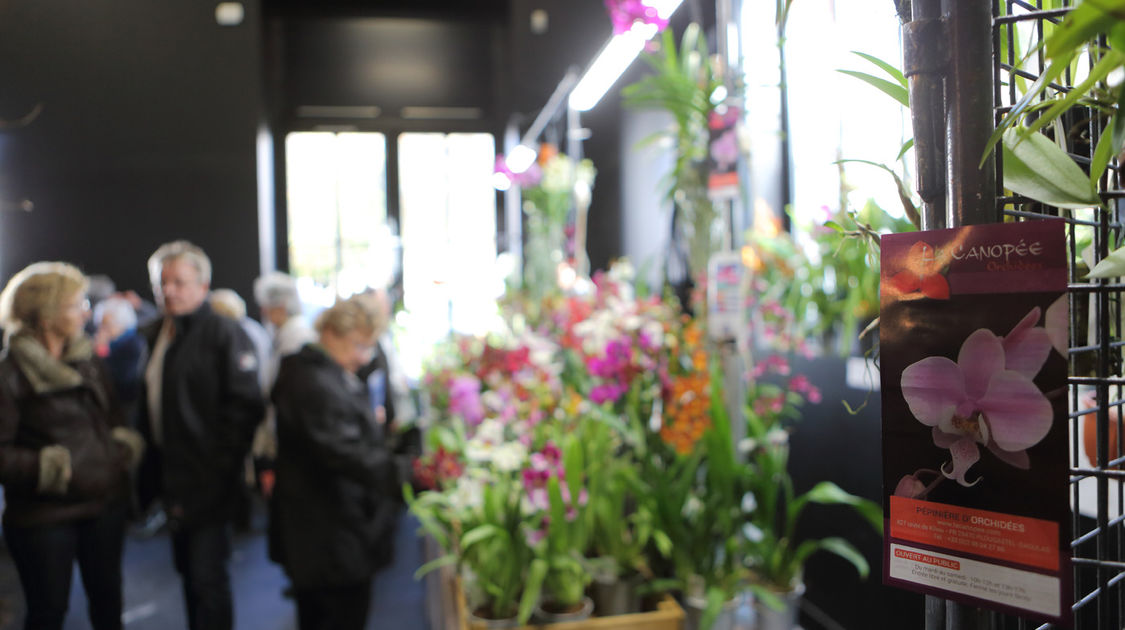 Premier salon grandeur nature - Les orchidées plantes étranges et envoûtantes (15)