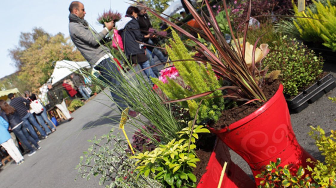 Marché de la fleur d automne 2014 (2)