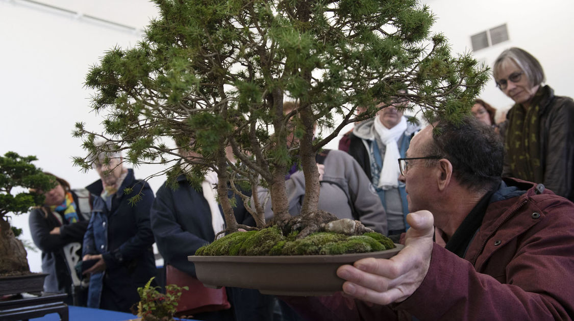 2e édition du salon Grandeur Nature consacré cette année aux bonsaï (4)
