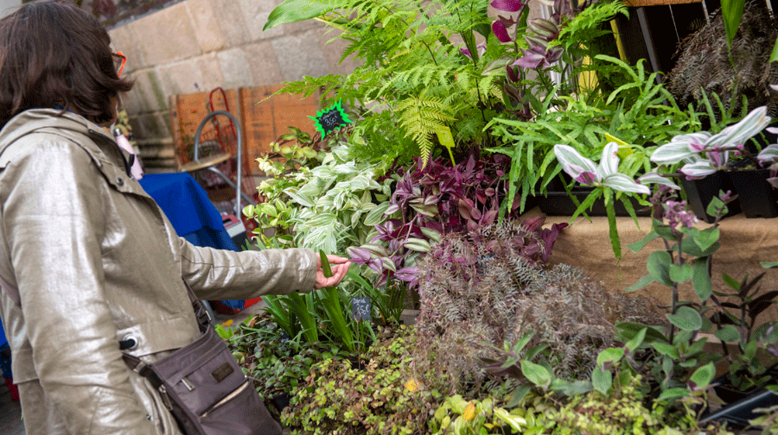 Marché de la fleur d’automne 2022