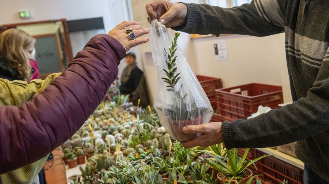 Salon Grandeur Nature - Cactées et plantes succulentes 2019  (10)