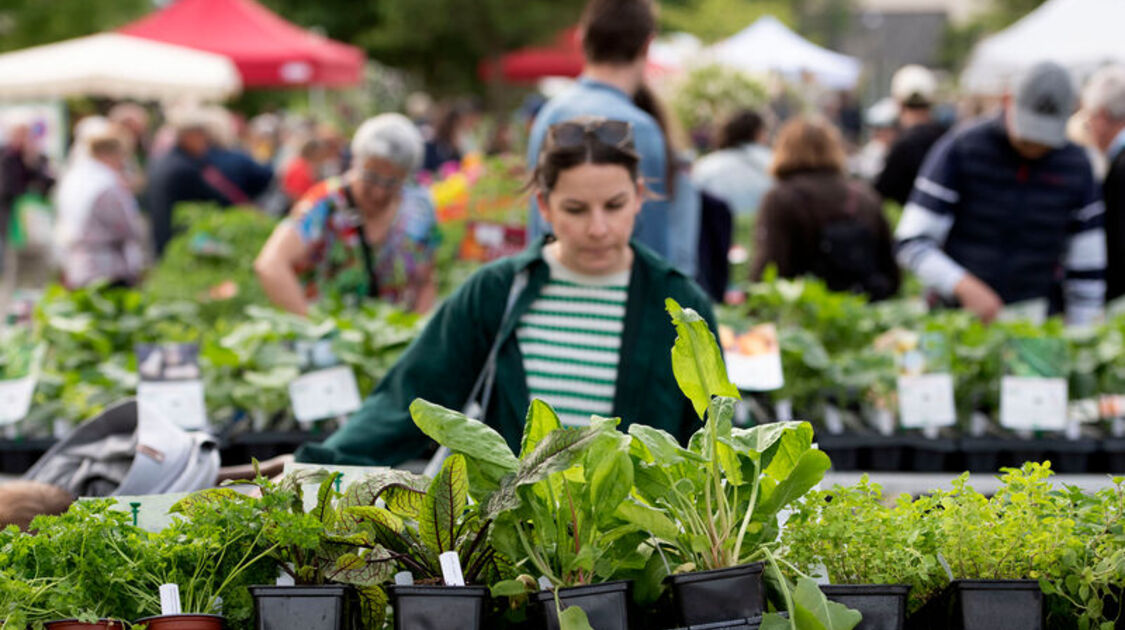 Marché de la fleur d'été 2026